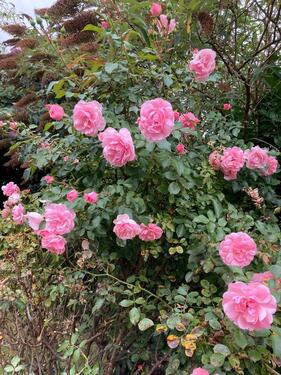 Foto - 2 Zimmer Wohnung möbliert Riepe Nähe Emden zvm