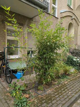 Foto - Charmante 2 Zimmerwohnung befristet zu vermieten