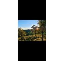 Gartengrundstück, Wochenendgrundstück,Obstbaumwiese in Winterbach