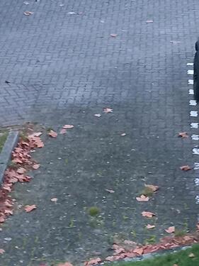 Foto - Stellplatz in schwarzenbek - 35,00 EUR Miete,