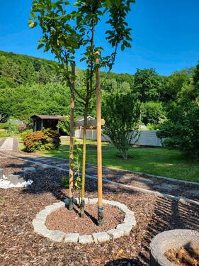 Foto - Pacht - Garten in Giesenstein Bad Gottleuba