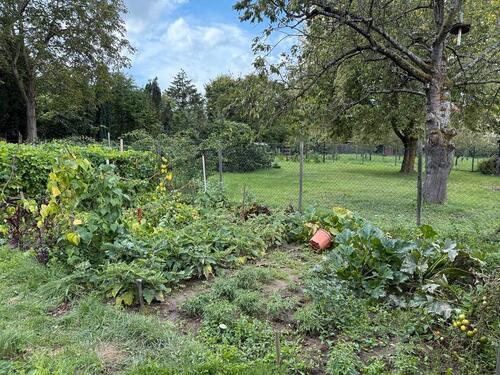 Foto - Schöner Garten in Ffm Kalbach ab 1.1.2026 verpachten