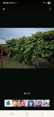 Foto - Garten Lankow - 1.000,00 EUR Kaltmiete, ca.  0,00 m²