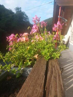 Foto - Dachgeschoßwohnung in Lorch zur Miete