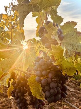 Foto - Weinberge ab sofort in Alsheim zu verpachten 3,3 ha