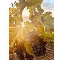 Weinberge ab sofort in Alsheim zu verpachten 3,3 ha Weinberge ab sofort in Alsheim zu verpachten 3,3 ha