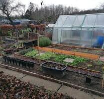 Pachtgarten 328 qm in KGV Rußhütte inkl Gewächshaus - Plauen