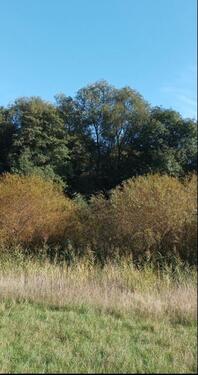 Foto - Waldgrundstück - 10,00 EUR Kaltmiete, ca.  0,00 m²