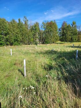 Foto - Grünland, Freizeit, Wiese mit kleinem Wald