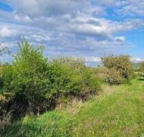 Schöne Streuobstwiese in Ockenheim in top Lage zu verpachten