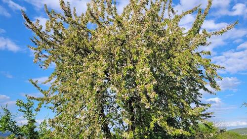 Foto - Grundst&uuml;ck zur Miete in Ockenheim