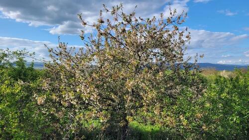 Foto - Grundst&uuml;ck in Ockenheim