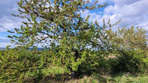 Foto - Grundst&uuml;ck in Ockenheim zur Miete