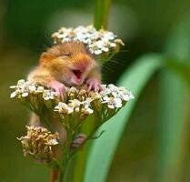 Einfamilienhaus mit Erbbaurecht, 2 Garagen, Keller und Fußbodenh. - Nottuln