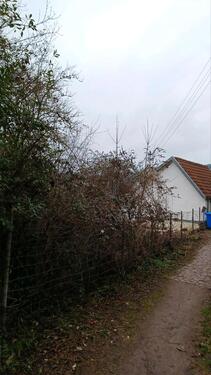 Foto - Grundstück zu verpachten ca. 100m2 in Lambrecht Pfalz