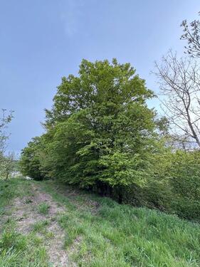 Foto - Garten-Freizeitgrundstück mit Lost Place Charakter