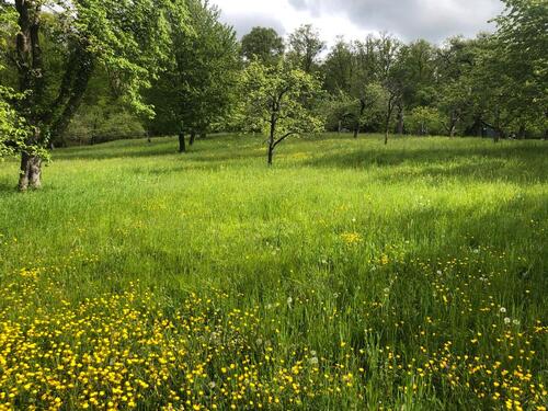 Foto - GartengrundstückStreuobstwiese zu verpachten Esslingen-Zell