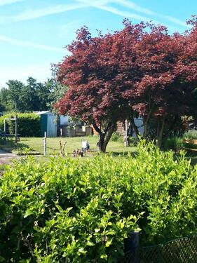 Foto - Kleingarten in 02977 Hoyerswerda Altstadt Tausend -Mann -Lager