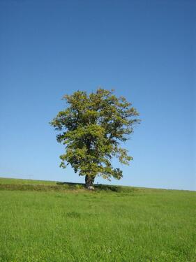 Foto - 5 Zimmer Etagenwohnung zur Miete in Bingen