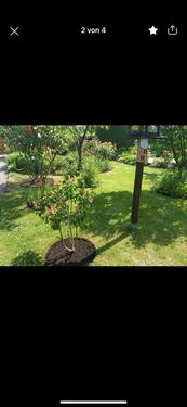 Foto - Grundst&uuml;ck in Chemnitz zur Miete