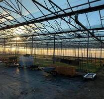3200qm gewächshaus zu verpachten - Brüggen
