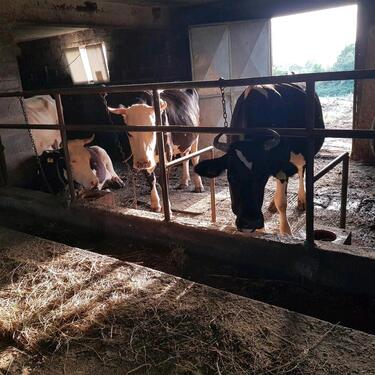 Foto - Stall mit Grundstück, Haus vorhandene Tiere.