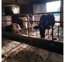 Stall mit Grundstück, Haus vorhandene Tiere. - Dornstadt
