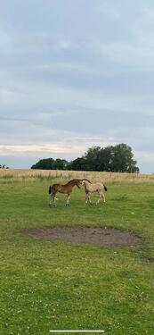 Foto - andere in Gelting zur Miete