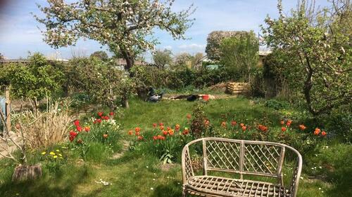 Foto - Kleingarten abzugeben - Rostock Gartenstadt