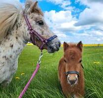 Ferienwohnung Ostsee Urlaub Bauernhof Ponys Pferde Tiere - Schönwalde am Bungsberg