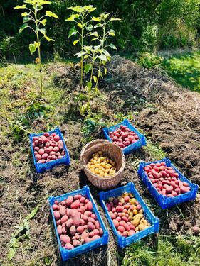 Foto - Grundst&uuml;ck in Schönebeck (Elbe)