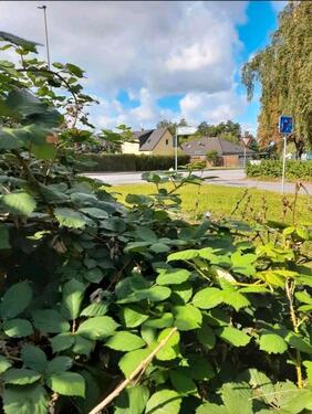 Foto - Grundst&uuml;ck in Oppenheim zur Miete