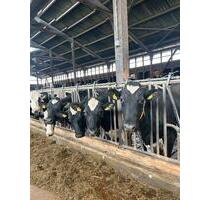 Schöne, bezahlbare 4-Zimmer Whg. in Theresienhof Plön