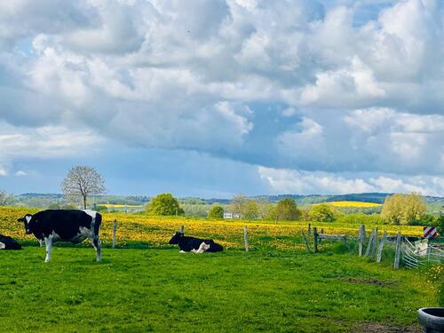 Foto - Rapsblüten-Special 5 ÜN, Ostsee und Bauernhof, Hunde willkommen