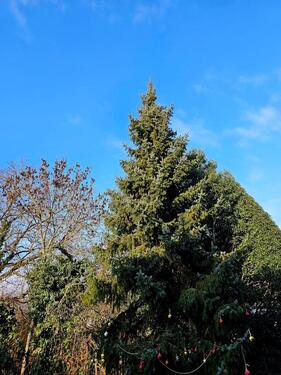 Foto - 5 Zimmer Einfamilienhaus zum Kaufen in Römerberg