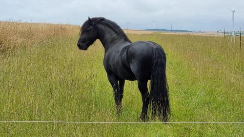 Foto - Idyllisch gelegener Reiterhof von Privat zu verkaufen