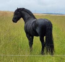 Idyllisch gelegener Reiterhof von Privat zu verkaufen - Ebergötzen