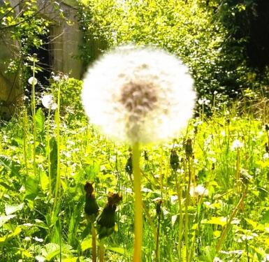 Foto - Einfamilienhaus mit 1000m2 Grundstück in Bestlage von Wangen