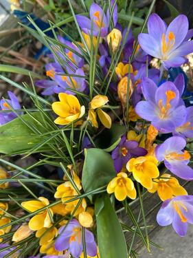 Foto - Ladenlokal Blumenladen in Alleinlage zu vermieten