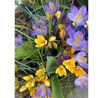 Ladenlokal Blumenladen in Alleinlage zu vermieten - Duisburg Ruhrort