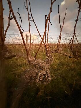 Foto - Weinberg Leistadt 2000m2 Bad Dürkheim