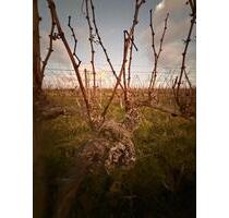 Weinberg Leistadt 2000m2 Bad Dürkheim