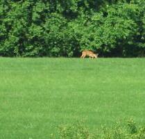 Ab Frühsommer 2026 Großer Resthof am Rieseberg b. Lauingen - Königslutter am Elm