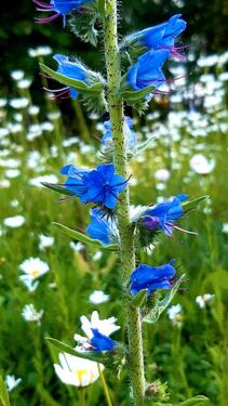 Foto - Unterstellplatz Wohnwagen Wohnmobil