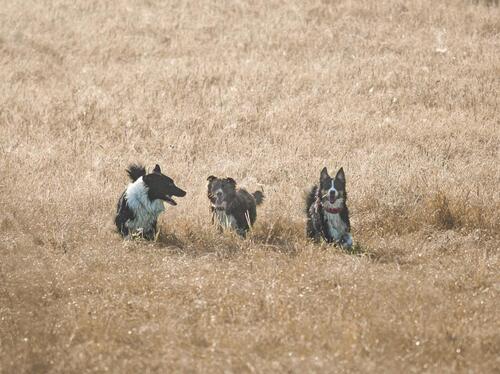 Foto - Last Minute mit Hund – 3 Nächte für 229 € (bei Bad Staffelstein)