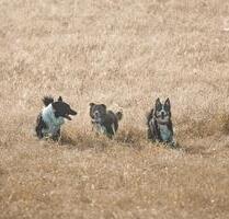 Last Minute mit Hund – 3 Nächte für 229 € (bei Bad Staffelstein) - Ebensfeld