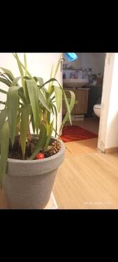 Foto - 3.5 Zimmer Etagenwohnung zur Miete in Weinbach