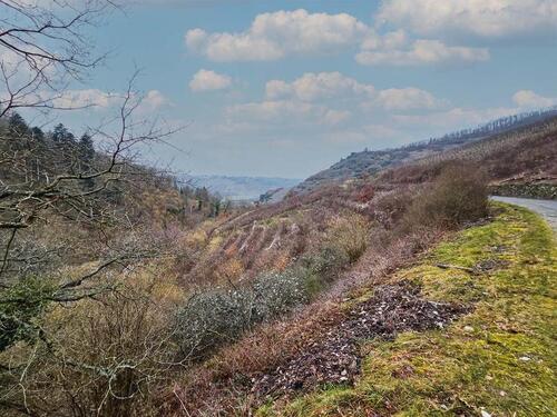 Foto - Weinberg im Moseltal - 3.200,00&nbsp;EUR Kaltmiete, ca.&nbsp; 0,00&nbsp;m&sup2;