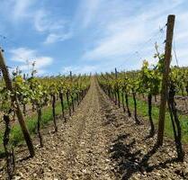 Weinberg im Moseltal - 2.400,00&nbsp;EUR Kaltmiete, ca.&nbsp; 0,00&nbsp;m&sup2; in Zell (Mosel) (PLZ: 56856)