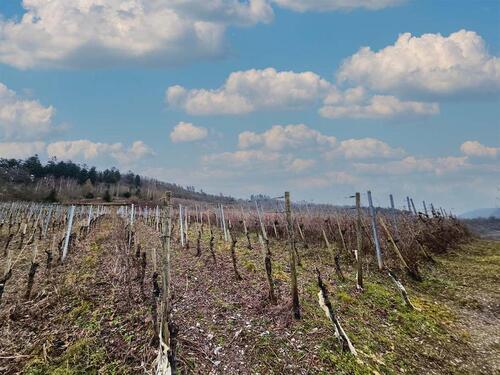 Foto - Grundst&uuml;ck in Zell (Mosel)